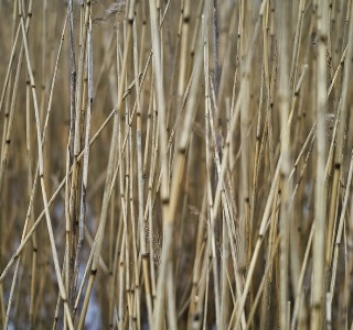 a bruised reed