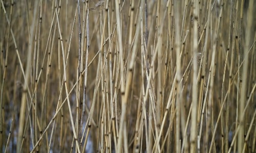 a bruised reed